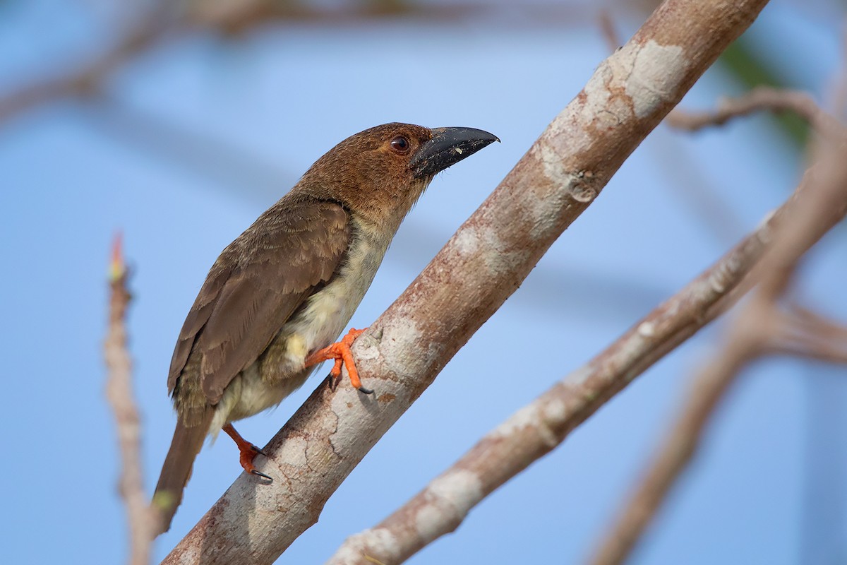 Sooty Barbet - ML324626031