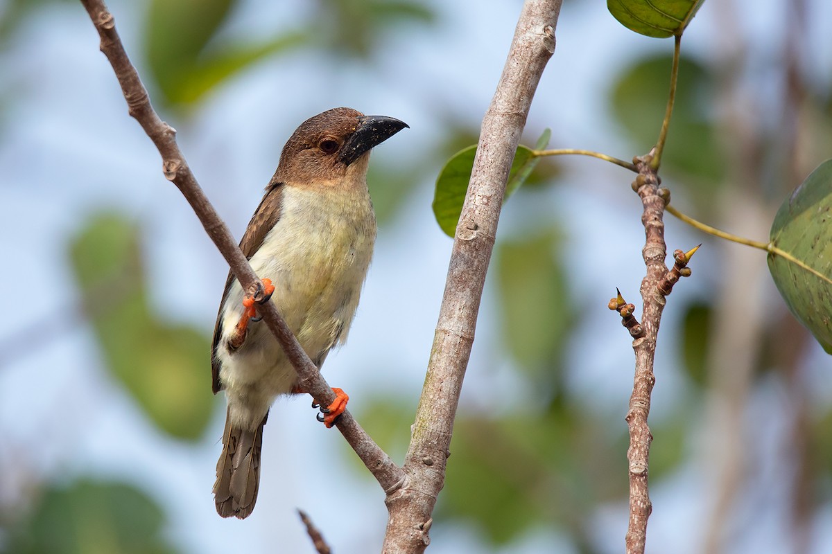 Sooty Barbet - ML324626041