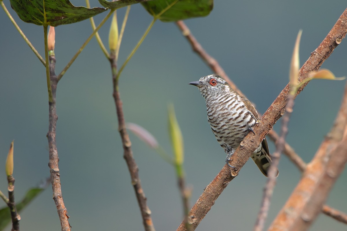 Little Bronze-Cuckoo - ML324626201