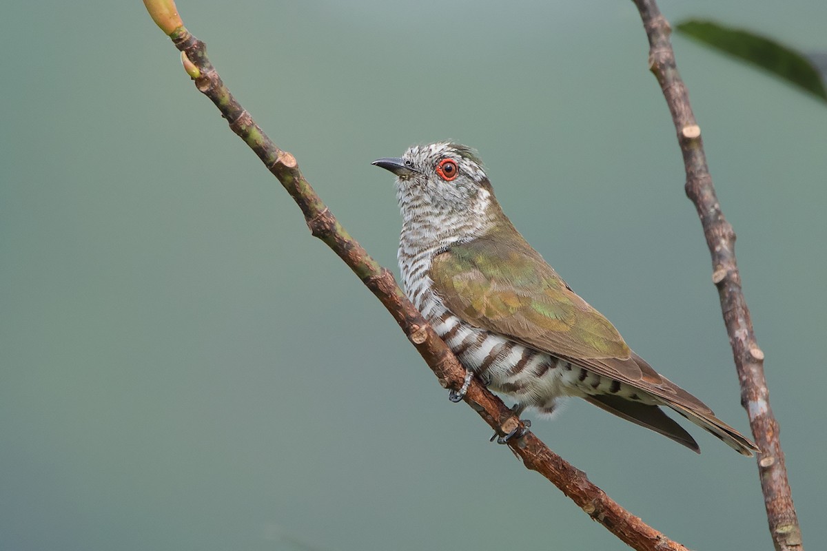 Little Bronze-Cuckoo - ML324626221