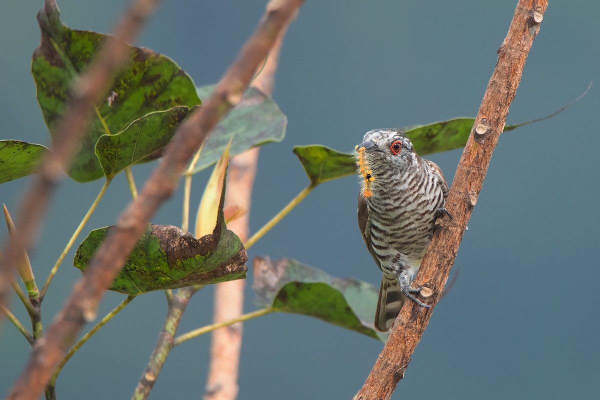 Little Bronze-Cuckoo - ML324626241