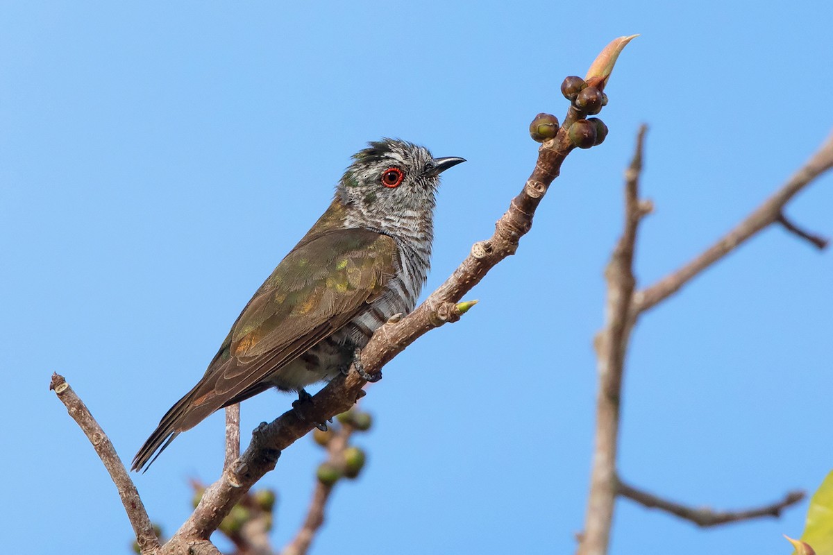 Little Bronze-Cuckoo - ML324626251