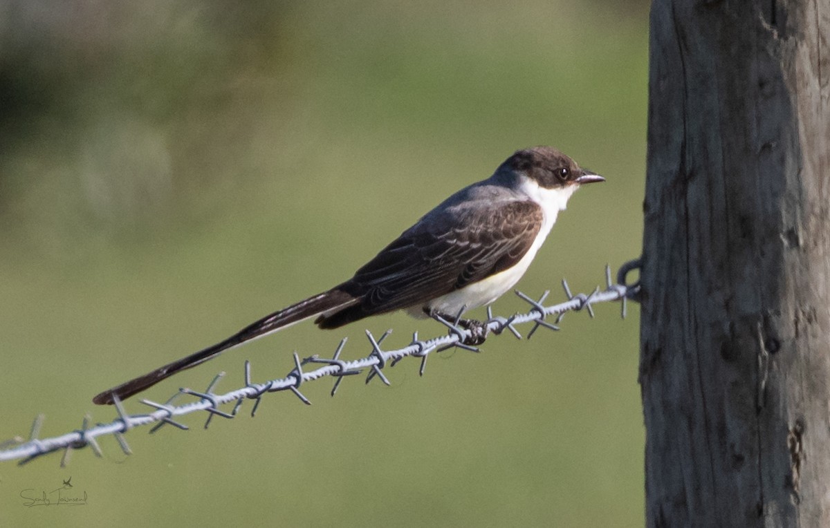 Fork-tailed Flycatcher - ML324627191