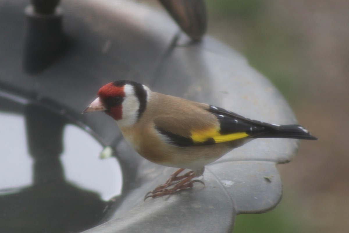 European Goldfinch - ML324628201