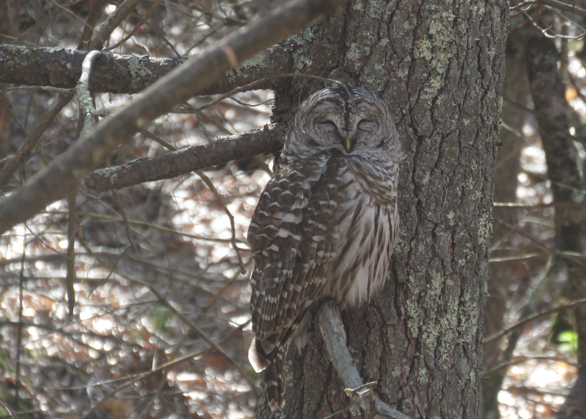 Barred Owl - Mary Ess-Why