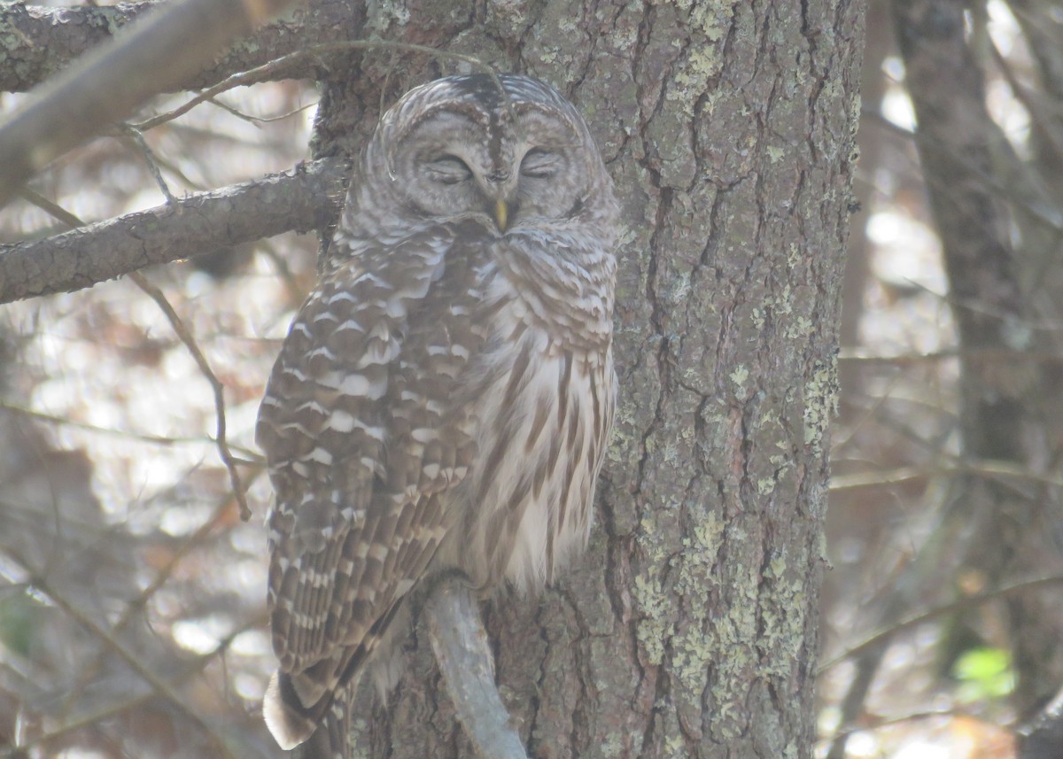 Barred Owl - Mary Ess-Why