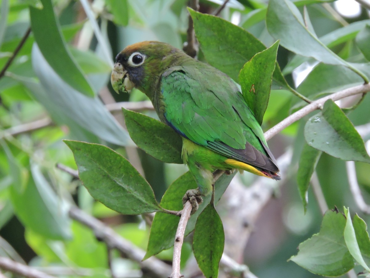 Scarlet-shouldered Parrotlet - Luisa Fernanda Chavez Paz