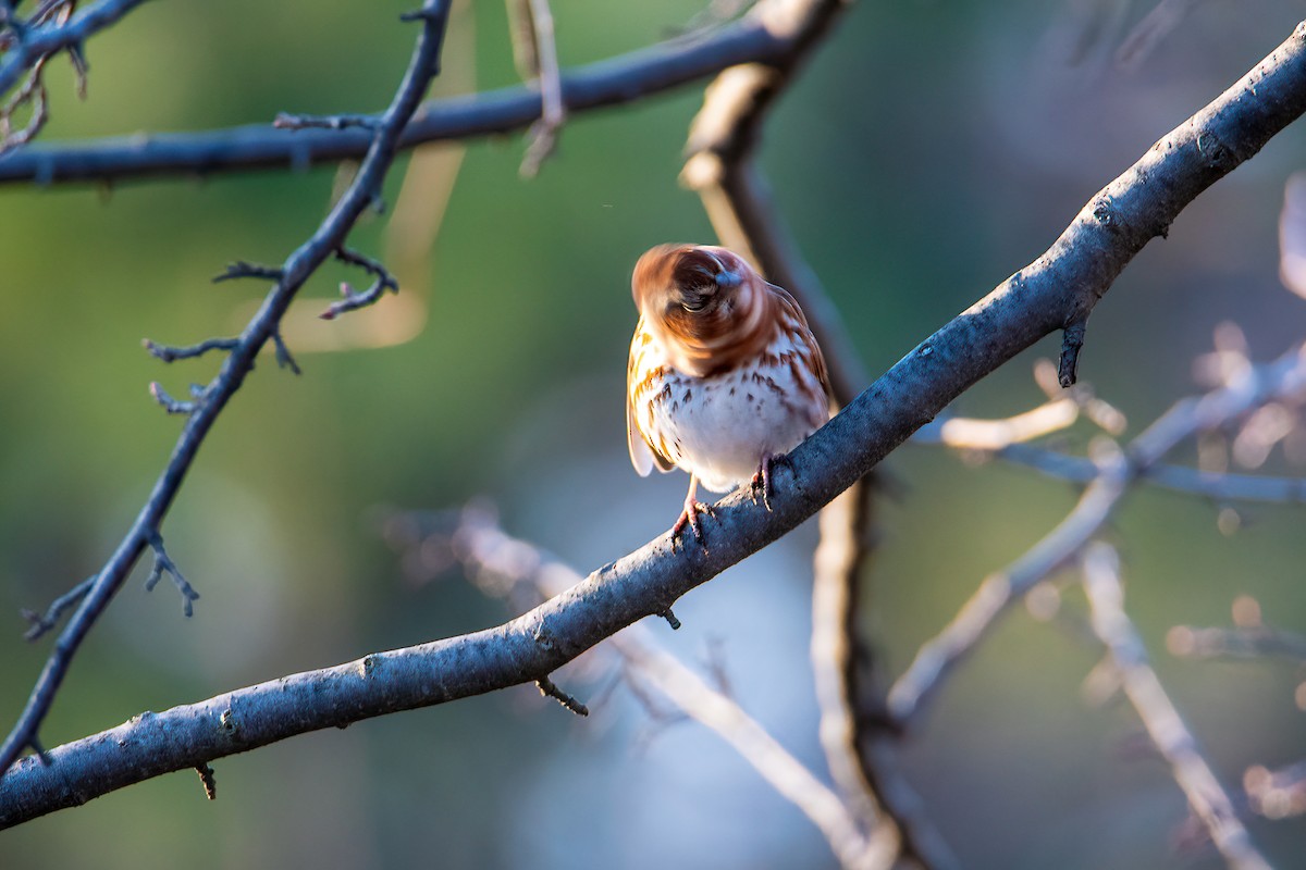 Fox Sparrow - ML324628781