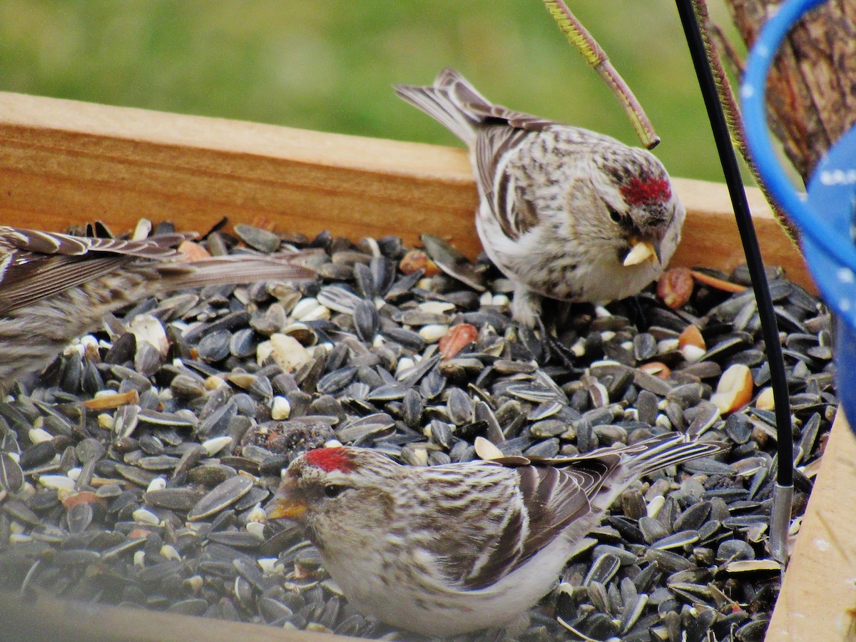 Hoary Redpoll (exilipes) - Elaine Poulin