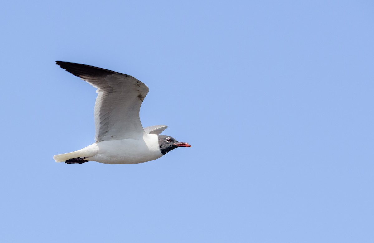 Laughing Gull - Gabriel Cordón