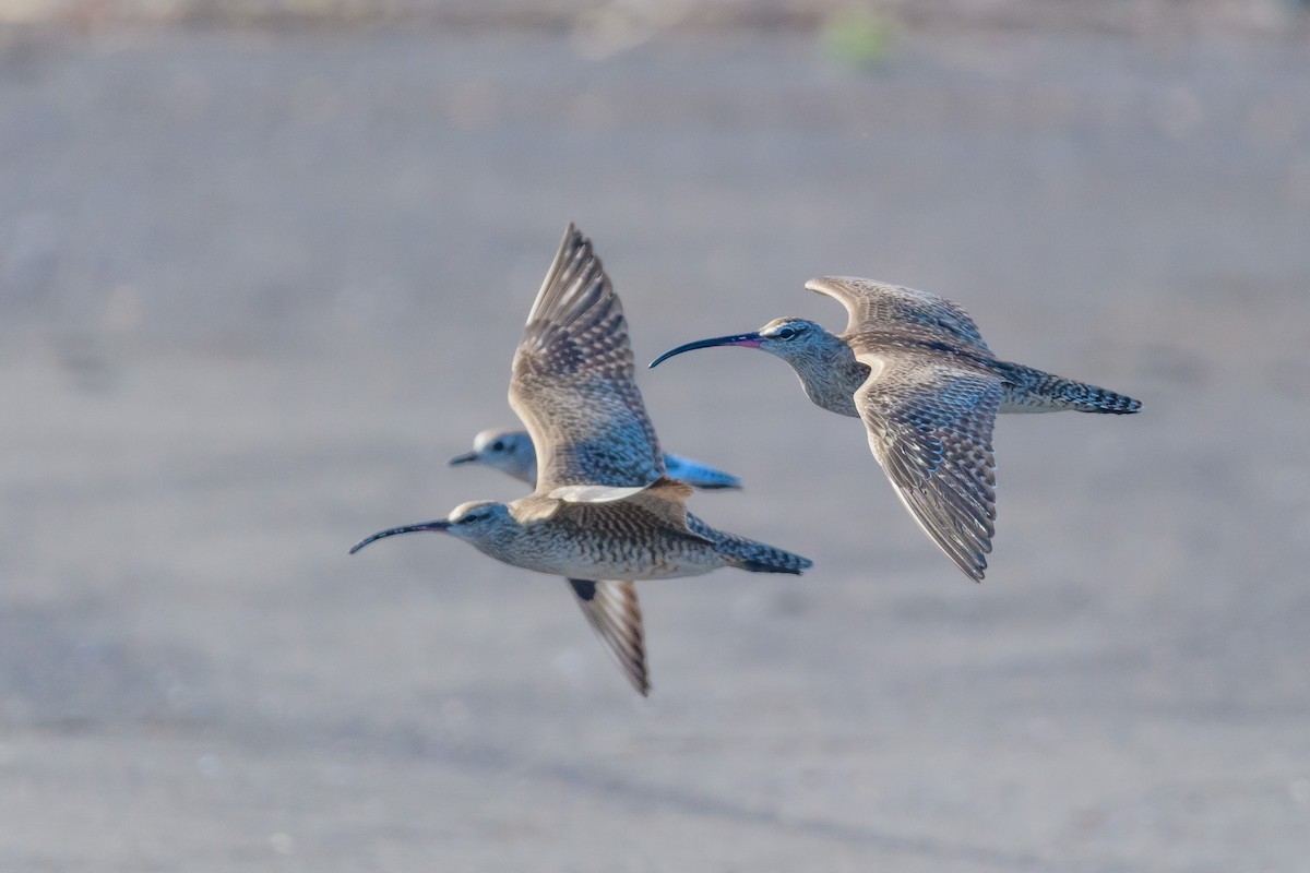 Whimbrel - ML324631201