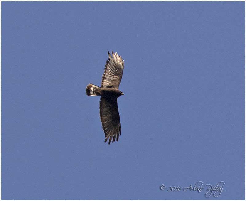 Zone-tailed Hawk - Arlene Ripley