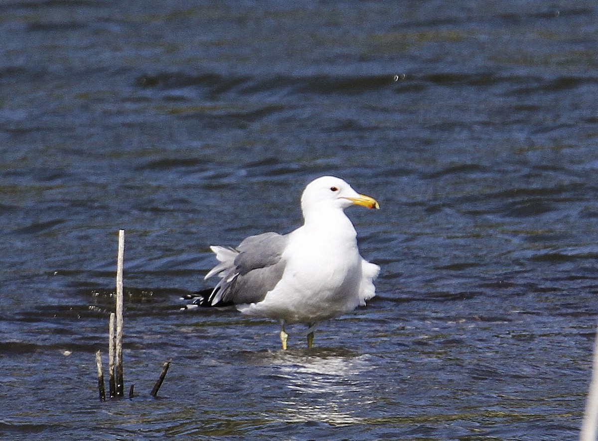 California Gull - ML324633621