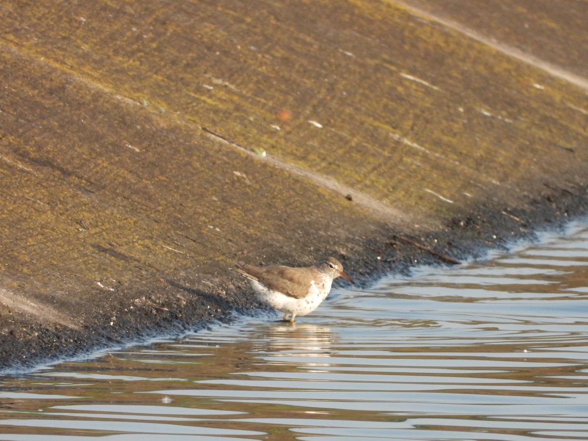 Spotted Sandpiper - Adrianh Martinez-Orozco