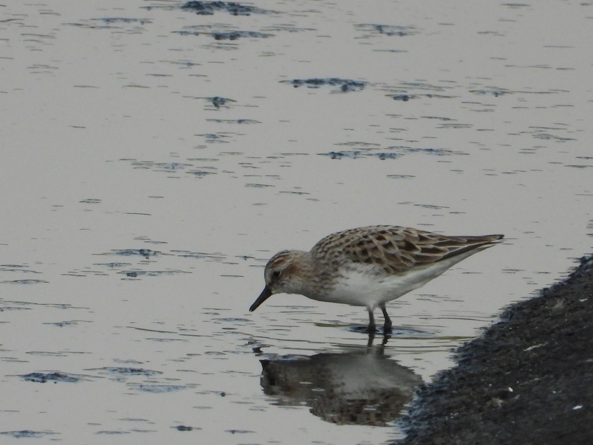 Semipalmated Sandpiper - ML324635451