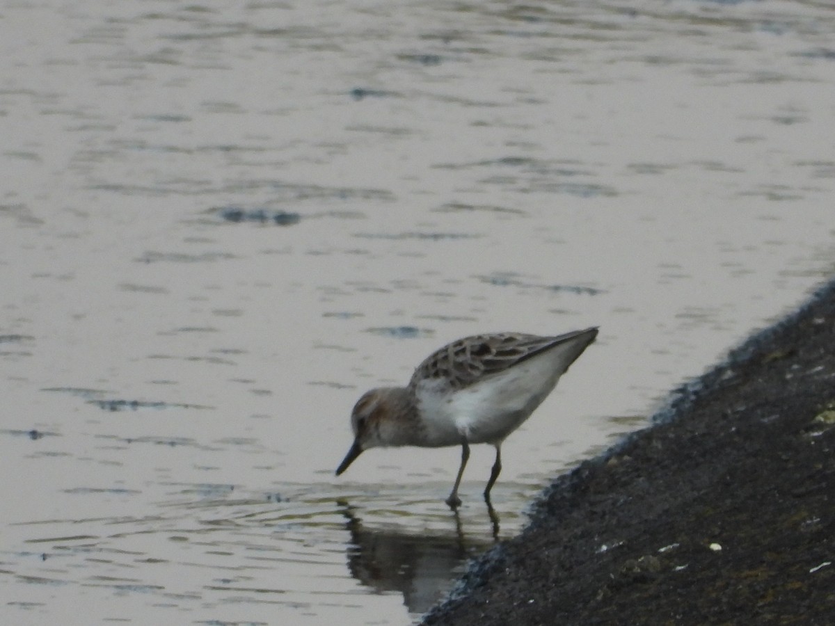 Semipalmated Sandpiper - ML324635471