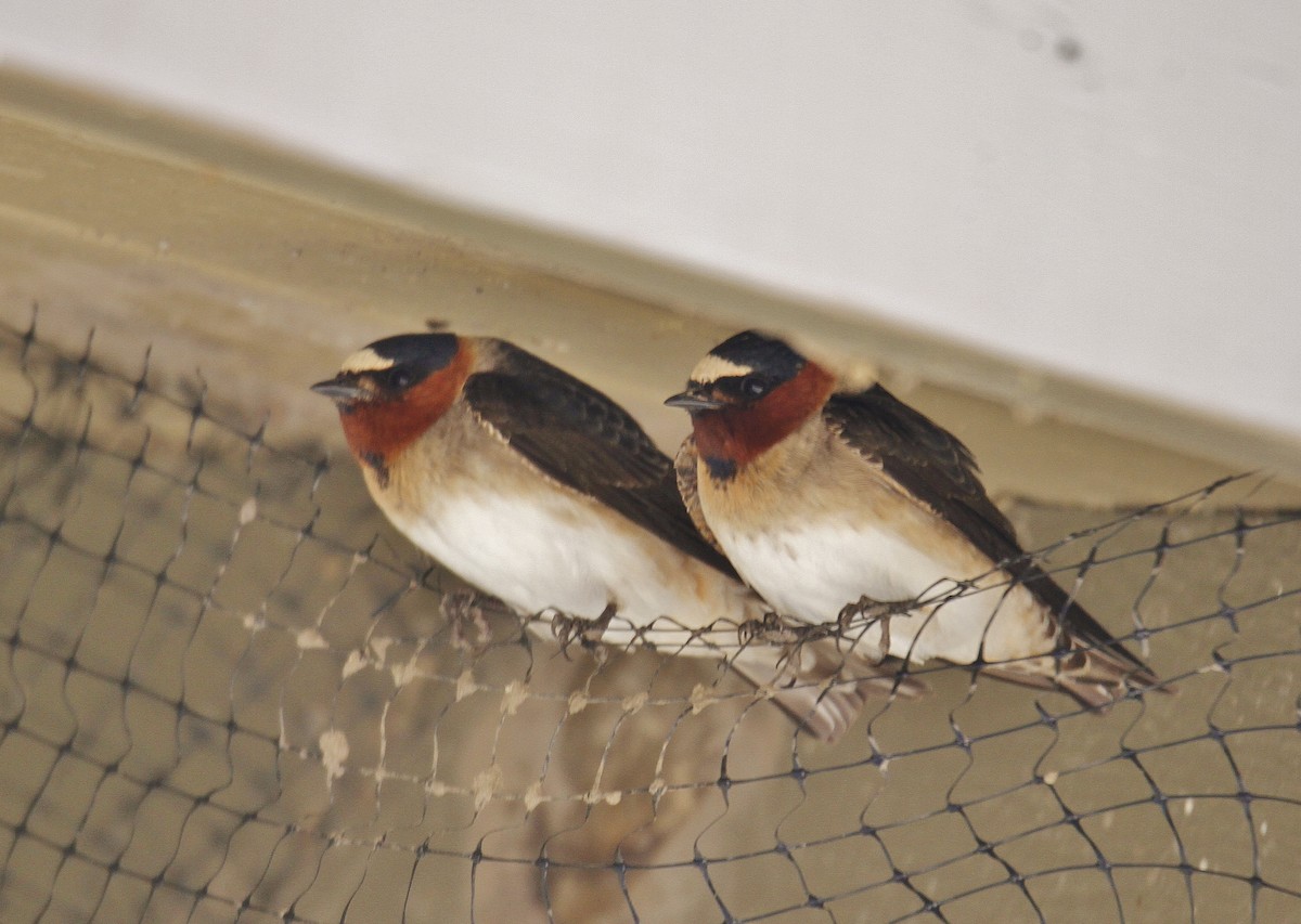 Cliff Swallow - ML324635791