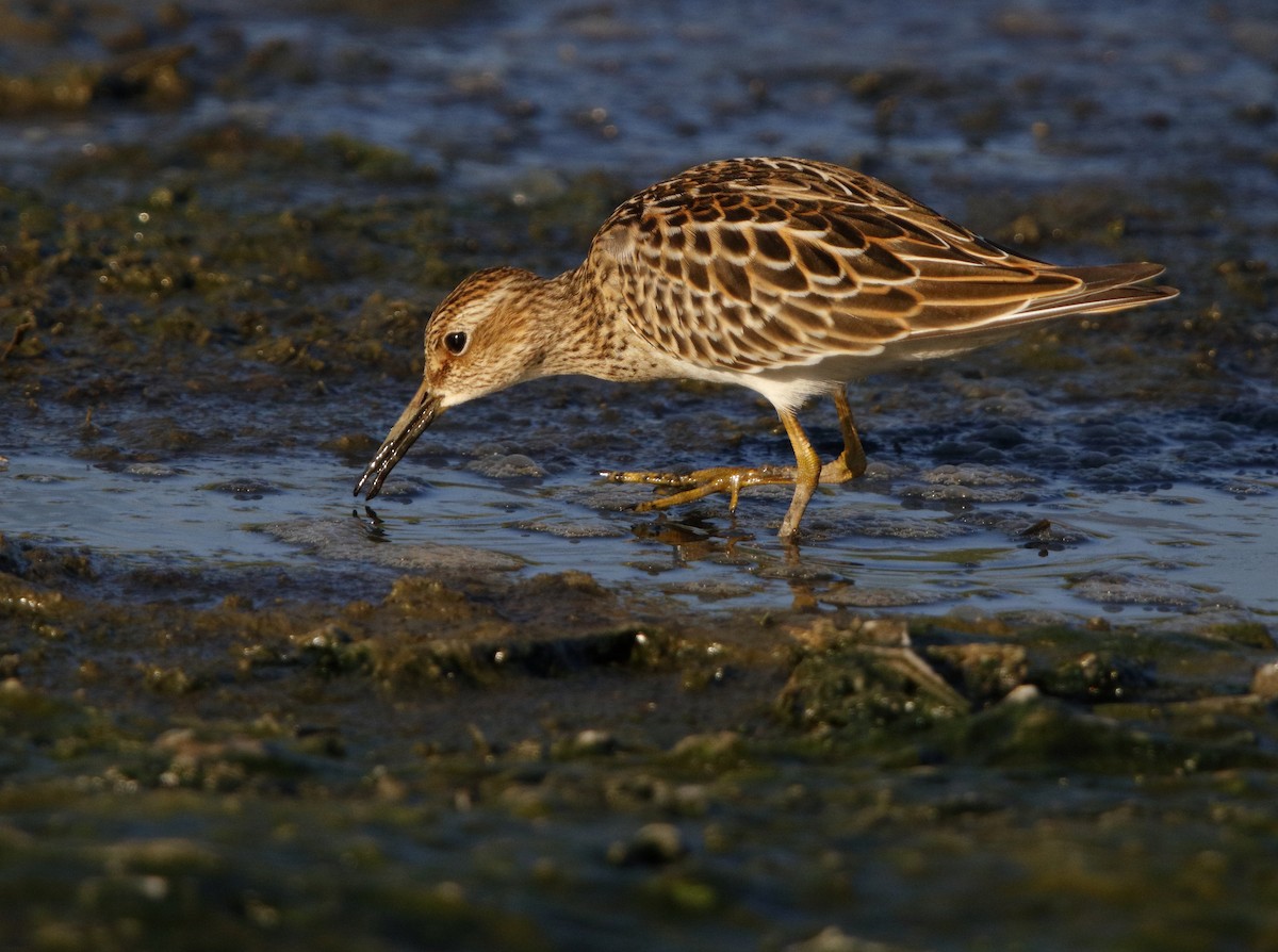 Pectoral Sandpiper - ML32463671