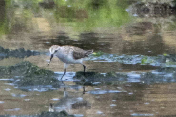 Western Sandpiper - ML324636881