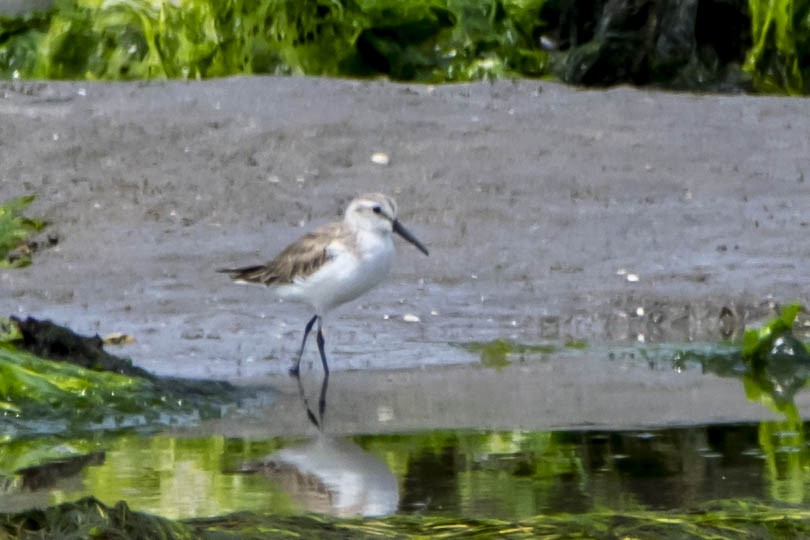 Western Sandpiper - ML324636901