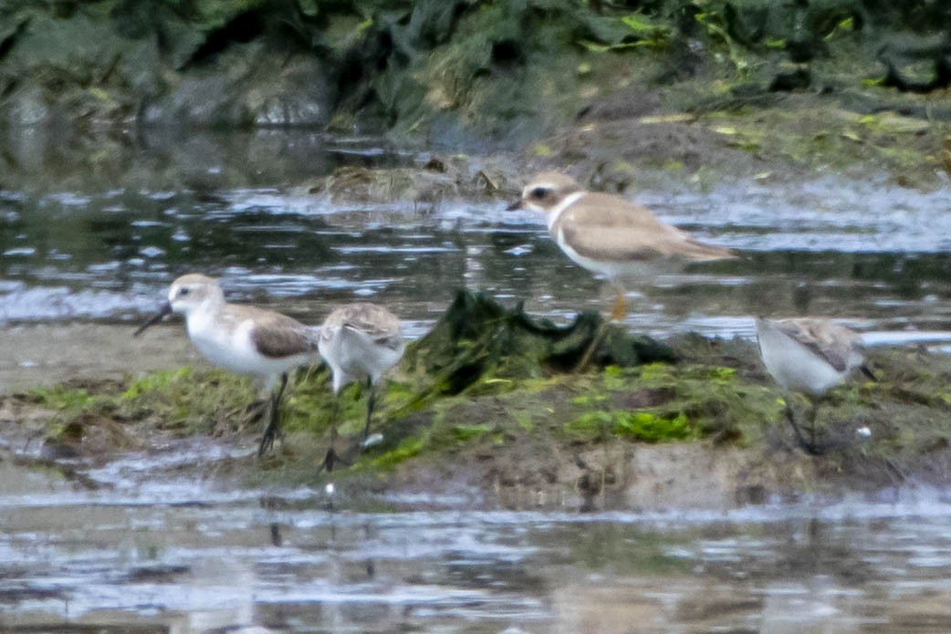 Western Sandpiper - ML324636911