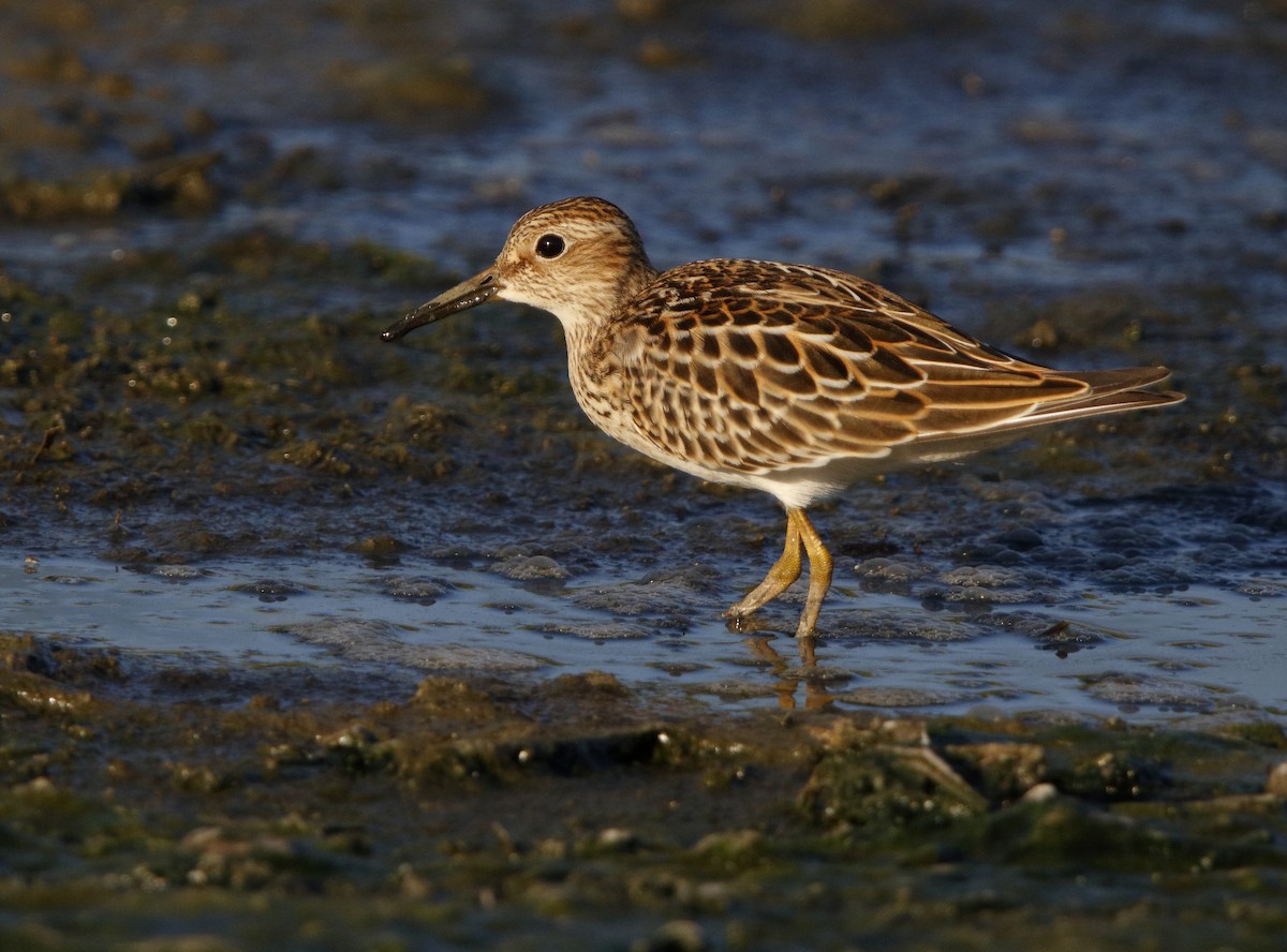 Pectoral Sandpiper - ML32463721