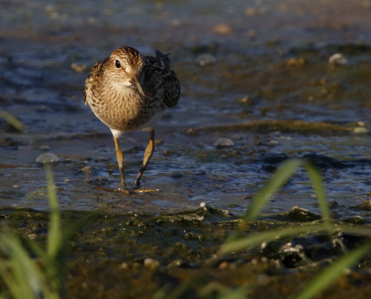 Pectoral Sandpiper - ML32463741