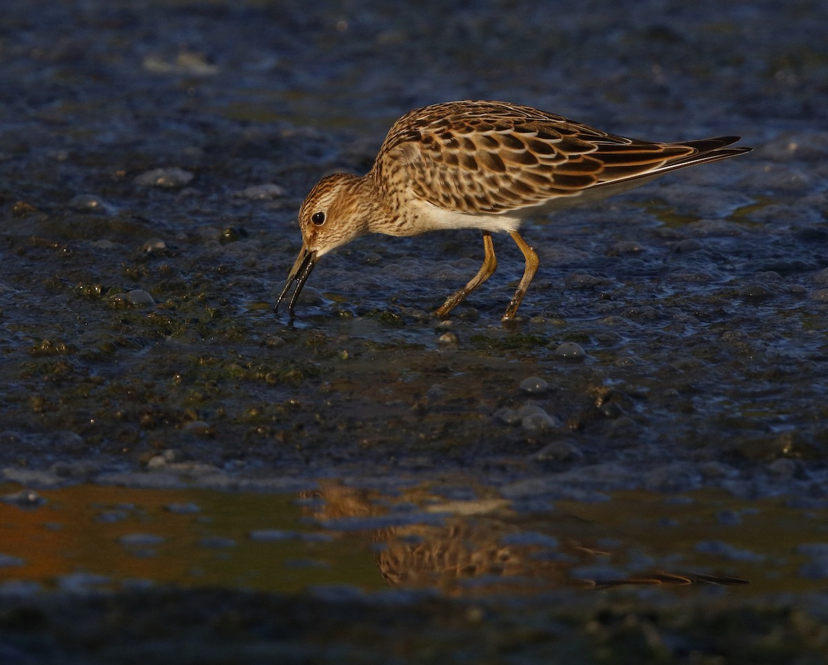 Pectoral Sandpiper - ML32463821