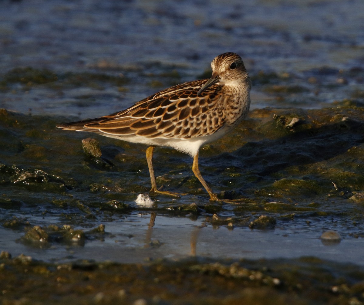 Pectoral Sandpiper - ML32463881