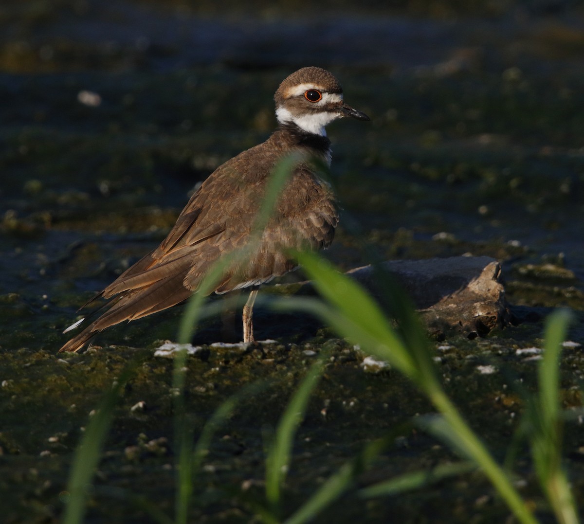 Killdeer - ML32463901