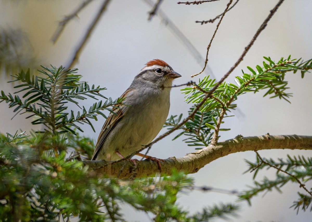 Chipping Sparrow - ML324641621