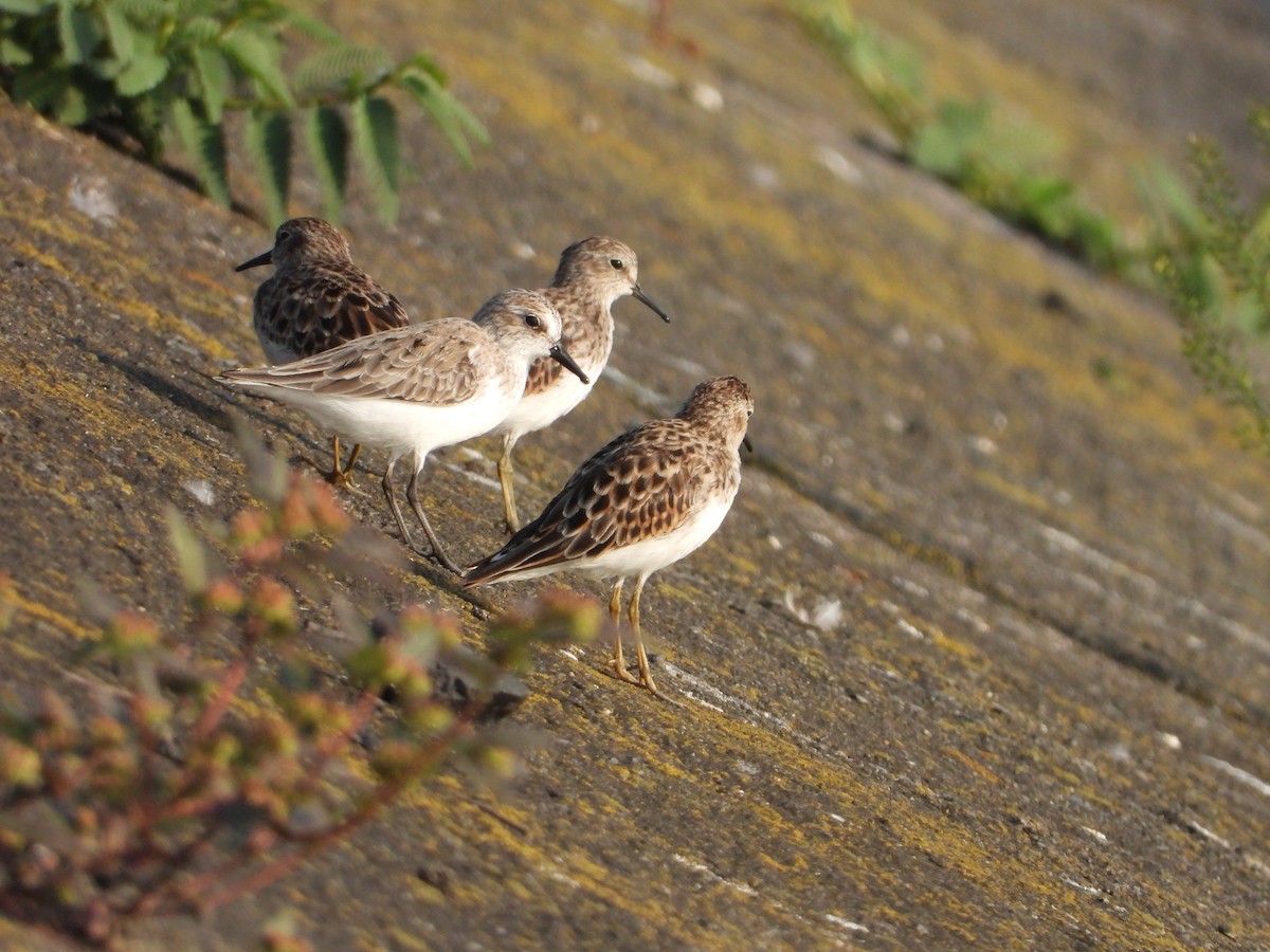 Semipalmated Sandpiper - ML324642261