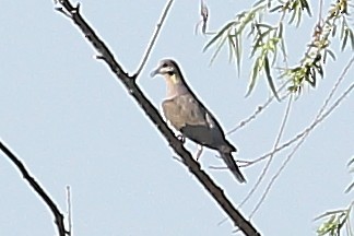 White-tipped Dove - ML324642431