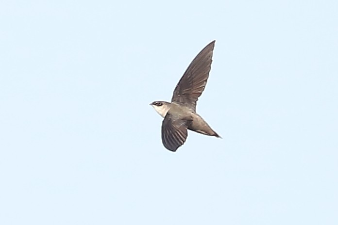 Chimney Swift - ML324643101