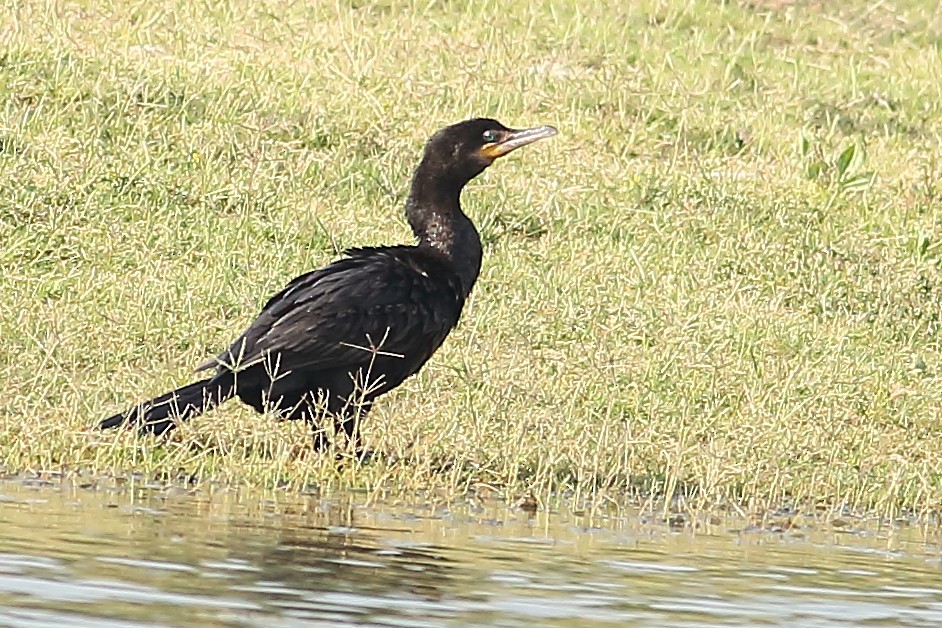 Neotropic Cormorant - ML324643581