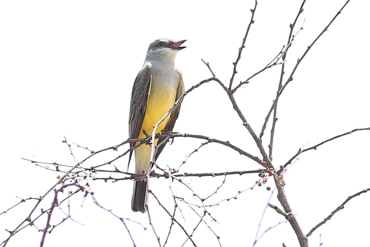 Western Kingbird - ML324644021