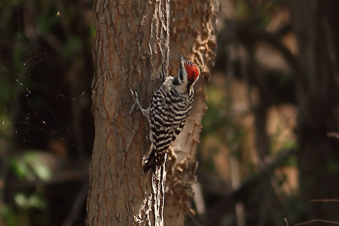 Ladder-backed Woodpecker - ML324644131