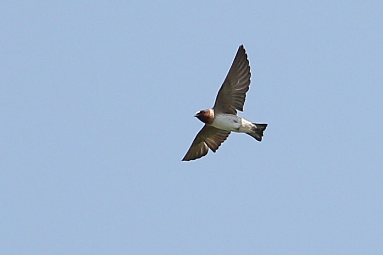 Cliff Swallow - ML324644531