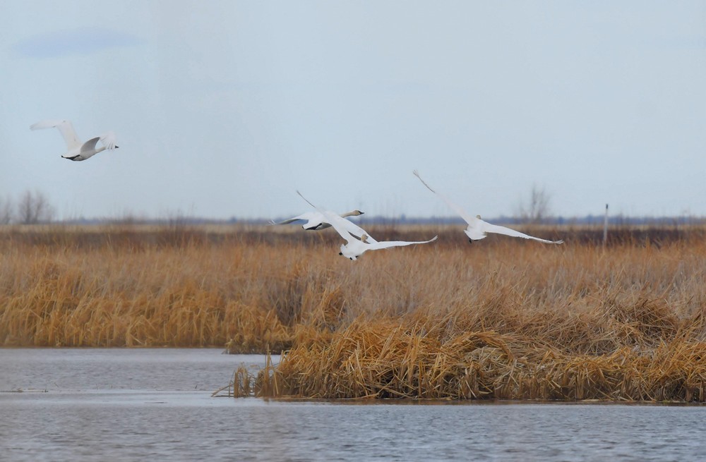 Trumpeter Swan - ML324645621