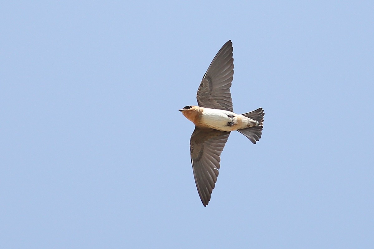 Cave Swallow - ML324645751