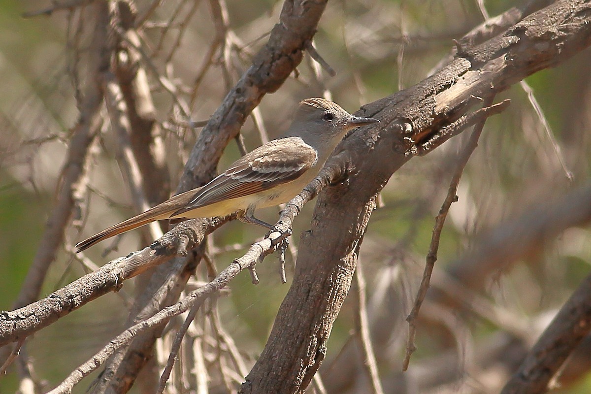 Great Crested Flycatcher - ML324646061