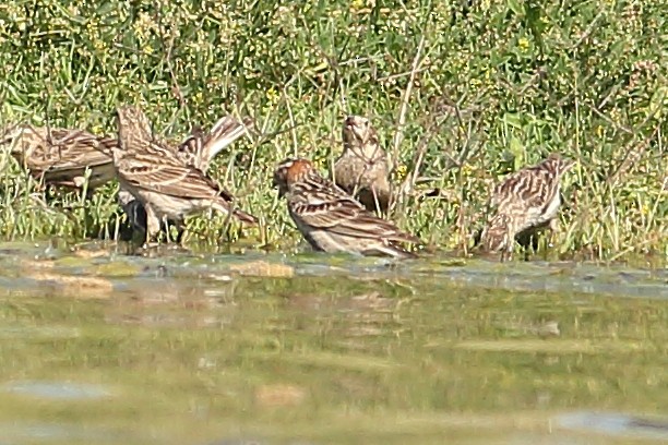 Chestnut-collared Longspur - ML324646081
