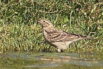 Chestnut-collared Longspur - ML324646241