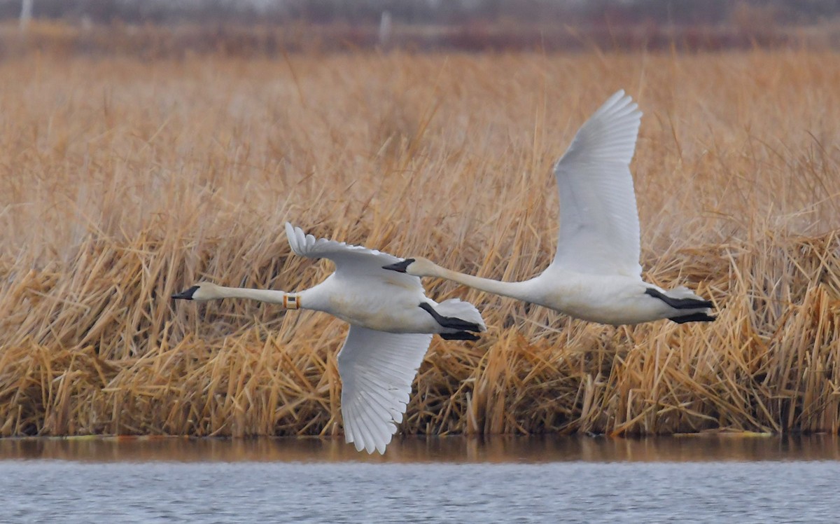 Trumpeter Swan - ML324646291