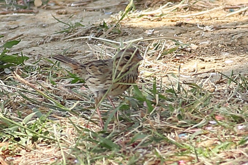 Lincoln's Sparrow - ML324646921