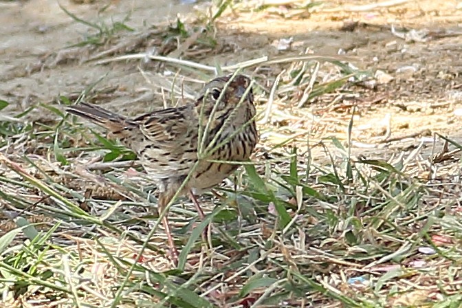 Lincoln's Sparrow - ML324646961