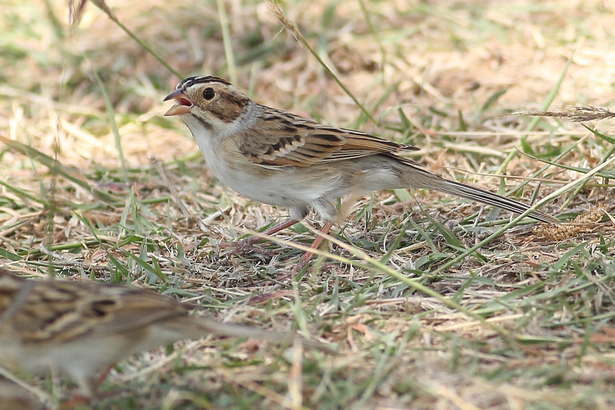 Clay-colored Sparrow - ML324647141