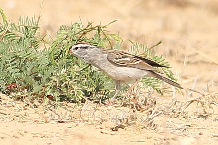 Chipping Sparrow - ML324647511