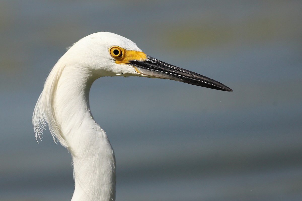 Snowy Egret - ML324647991