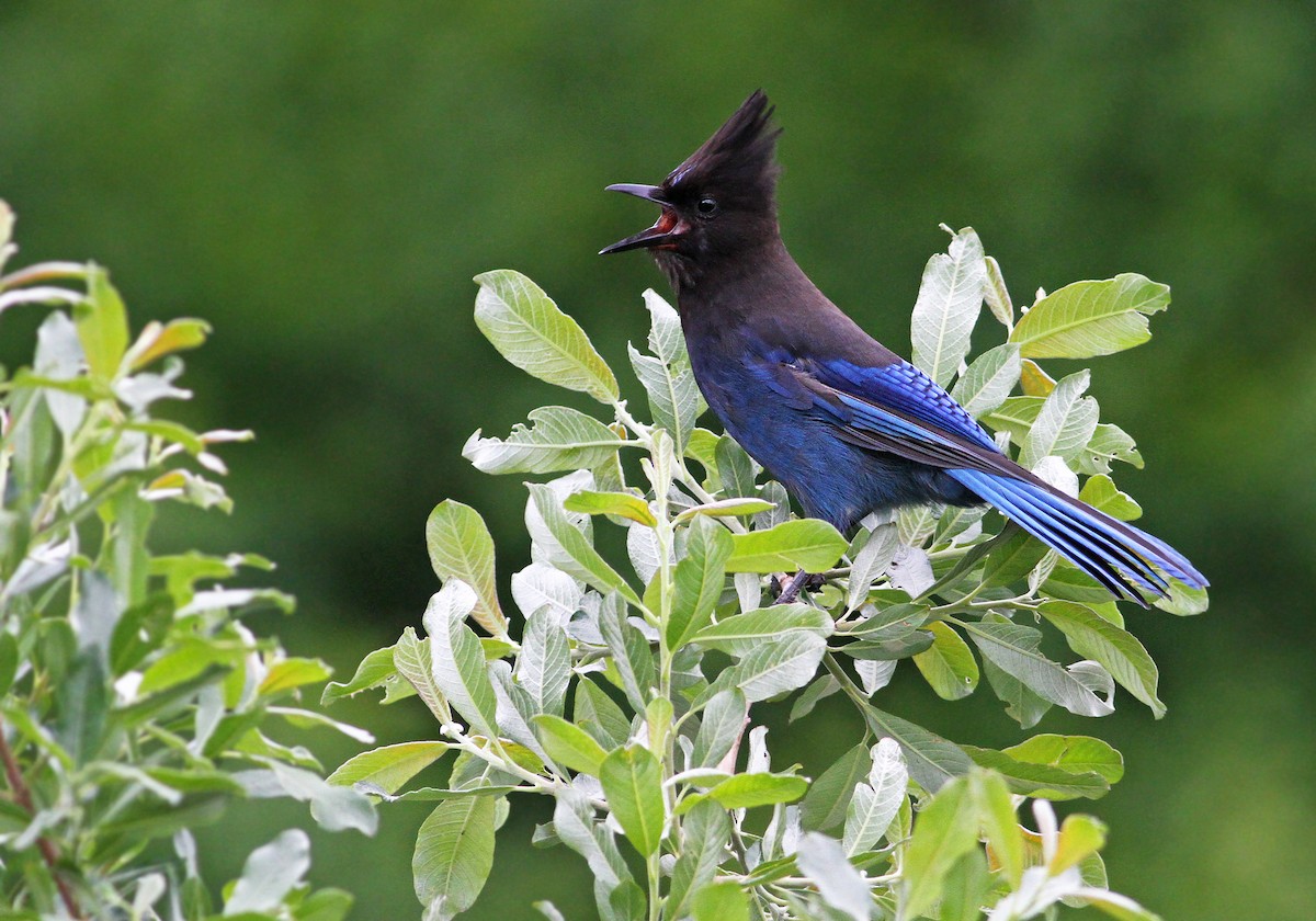 Steller's Jay (Coastal) - Andrew Spencer